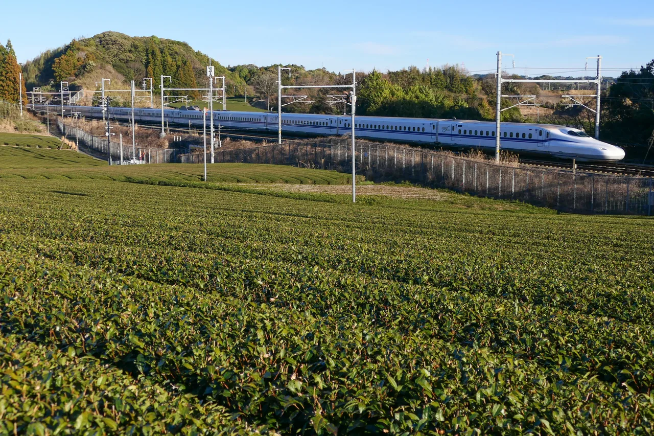 Tea fields in Kikugawa, Shizuoka, with a Tokaido Shinkansen train passing behind them.